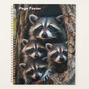 Famille Raccoon