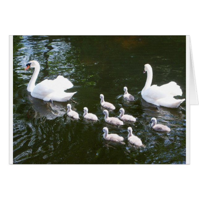 Famille Swan (Devant horizontal)