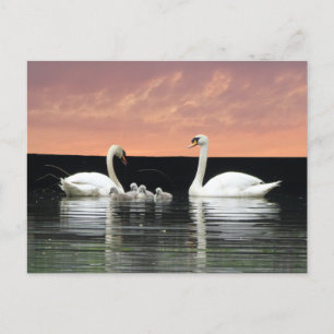 Famille Swan à Harbour Sky Cust. Carte postale BG 