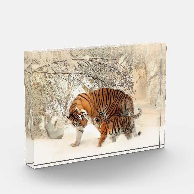 Famille Tiger En Hiver Paysage Bloc Photo (Gauche)