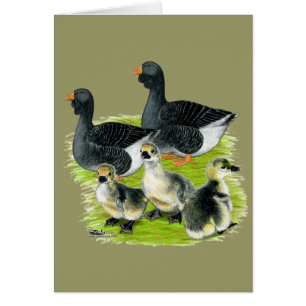 Famille Toulouse Goose