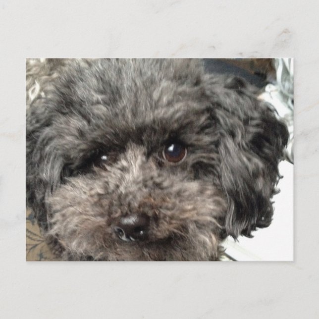 Family Dog Postcard (Front)