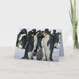 family emperor penguins greeting card