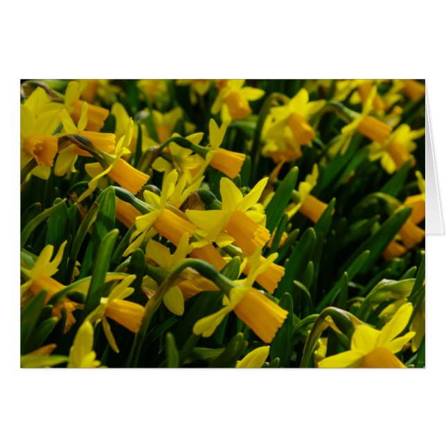 Family Of Daffodils (Front Horizontal)