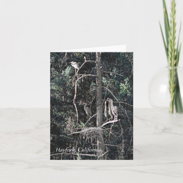Family of Herons.... Card (Front)