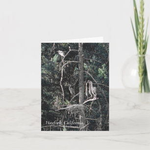 Family of Herons.... Card