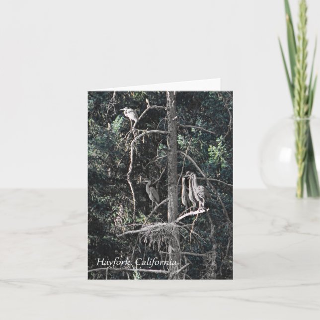 Family  of Herons..... Card (Front)
