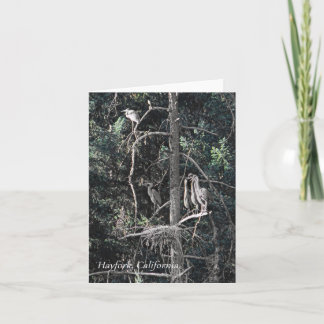 Family  of Herons..... Card