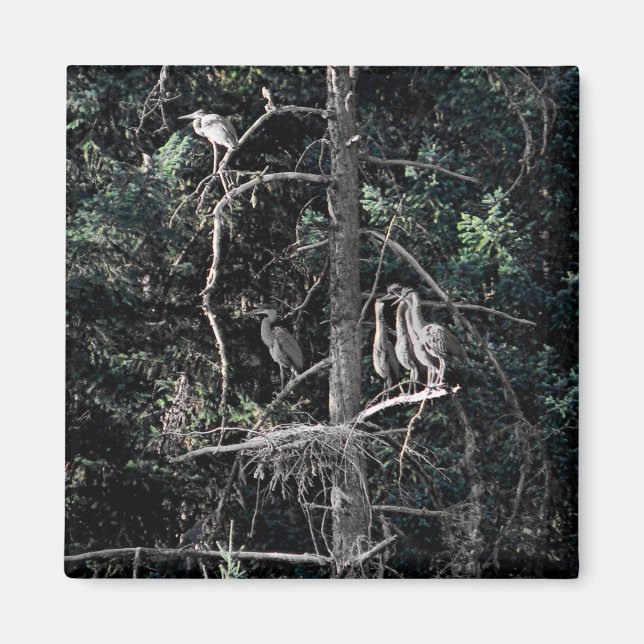 Family of Herons... Magnet (Front)