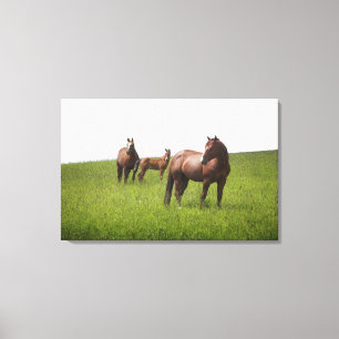 Family of horse in field canvas print