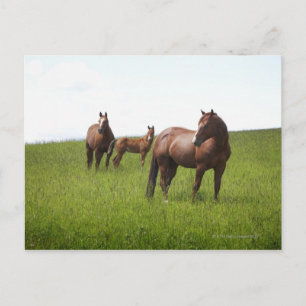 Family of horse in field postcard