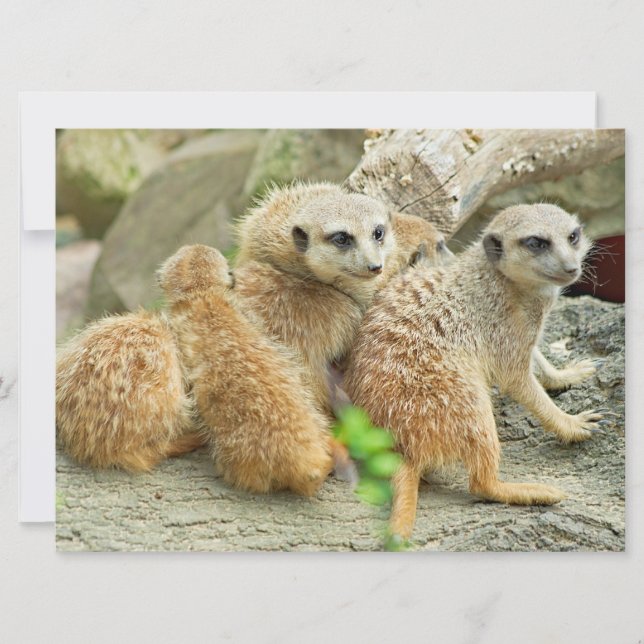Family of Meerkats - invitation (Front)
