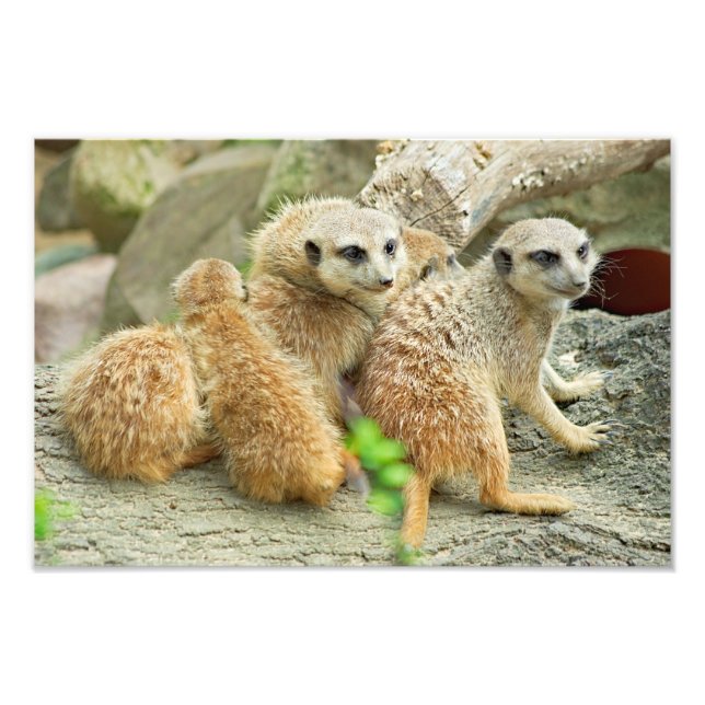 Family of meerkats - Photo (Front)