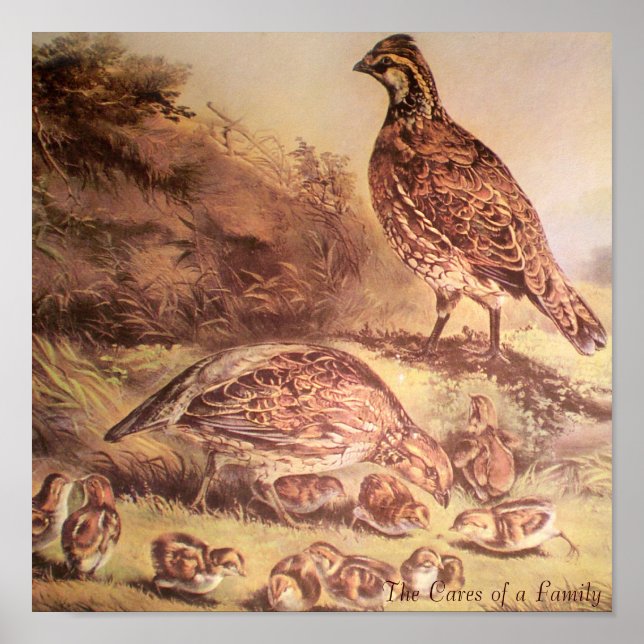 Family of Quail Poster (Front)
