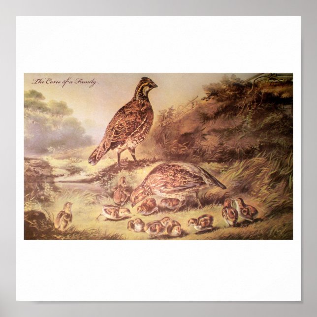 Family of Quail Poster (Front)