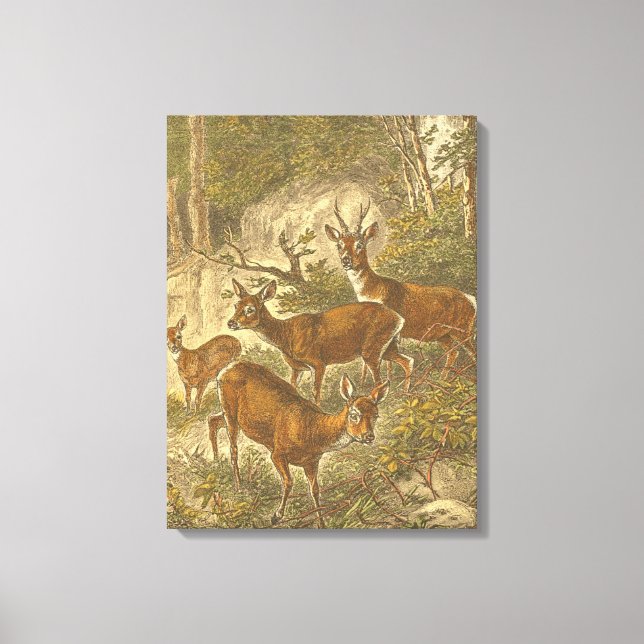 Family of Roe - Deers in a Forest Canvas Print (Front)