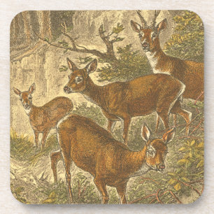 Family of Roe - Deers in a Forest Coaster