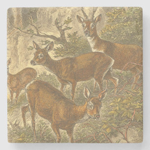 Family of Roe - Deers in a Forest Stone Coaster