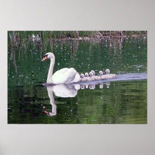 Family Of Swans Poster