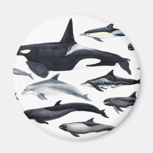 Family of the dolphins: orcas, dolphins, marsopas magnet