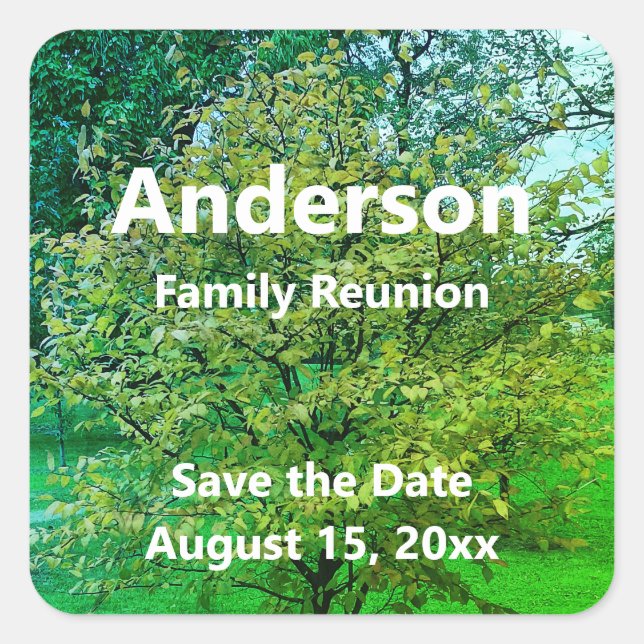 Family Reunion (Tree) Green & White Save the Date Square Sticker (Front)