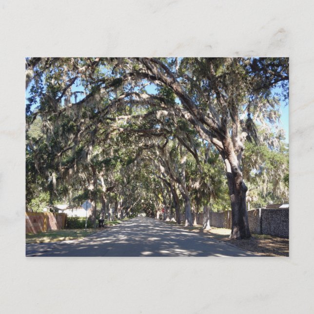 famous magnolia avenue st augustine florida usa postcard (Front)