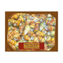 Famous Oahu Tree Snails are going extinct unless -