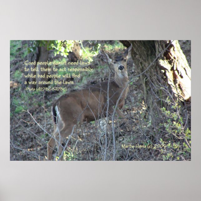 Famous Words: Laws - Deer - Poster (Front)