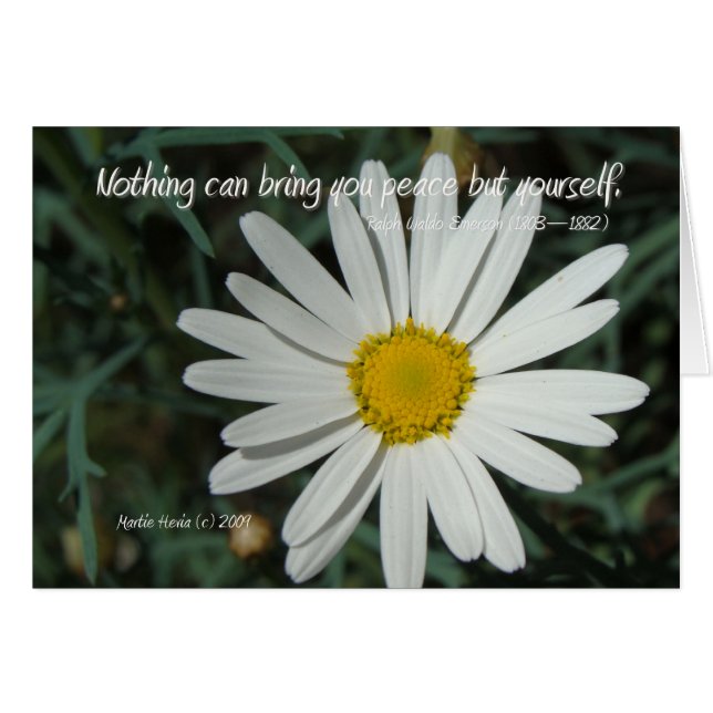 Famous Words: Peace - White Daisy Card Series (7) (Front Horizontal)
