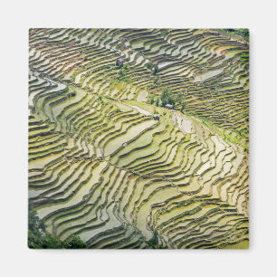 Famous yuanyang Rice Terraces - Yunnan, China Magnet