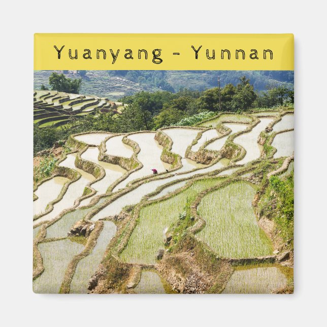 Famous yuanyang Rice Terraces - Yunnan, China Magnet (Front)