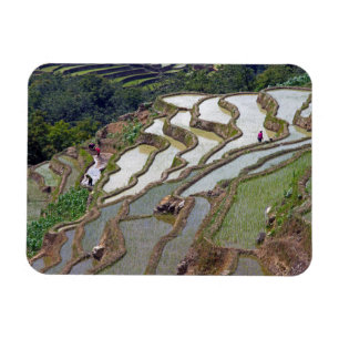 Famous yuanyang Rice Terraces - Yunnan, China Magnet
