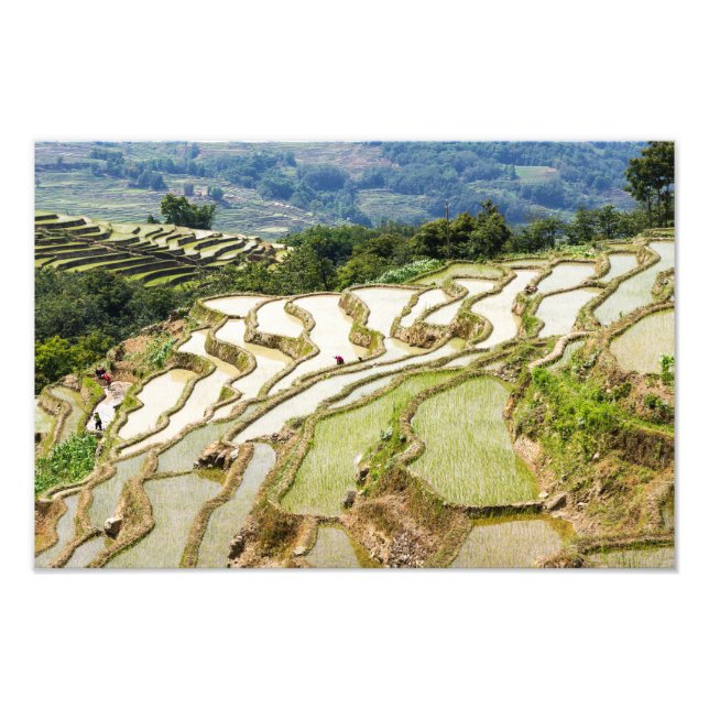 Famous yuanyang Rice Terraces - Yunnan, China Photo Print (Front)