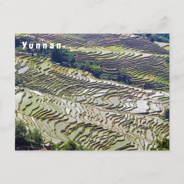 Famous yuanyang Rice Terraces - Yunnan, China Postcard (Front)