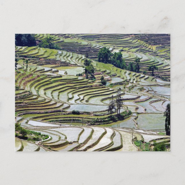 Famous yuanyang Rice Terraces - Yunnan, China Postcard (Front)