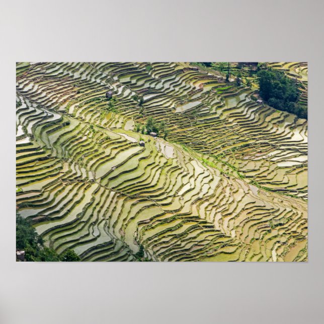 Famous yuanyang Rice Terraces - Yunnan, China Poster (Front)