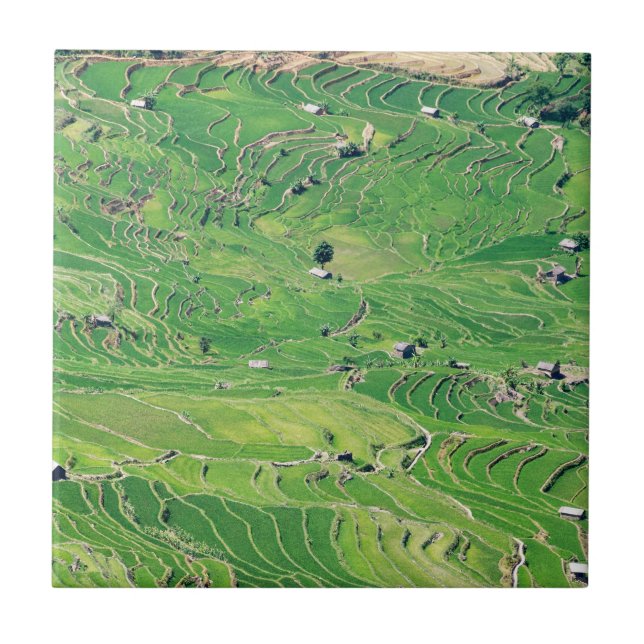 Famous yuanyang Rice Terraces - Yunnan, China Tile (Front)