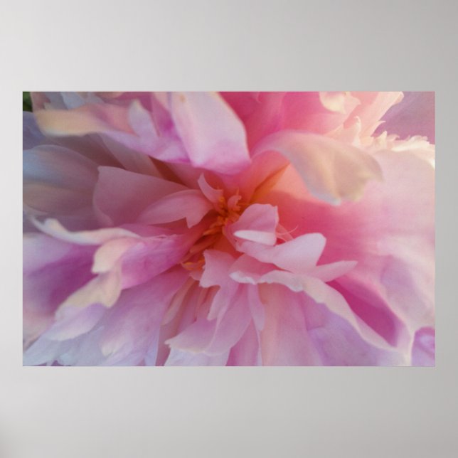 Fanciful Peachy-Pink Peony: Large Format Print (Front)
