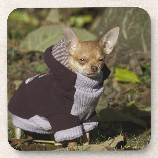 Fancy Chihuahua Coaster (Front)