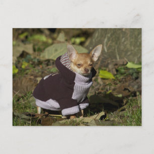 Fancy Chihuahua Postcard