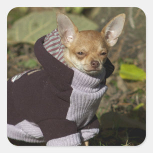 Fancy Chihuahua Square Sticker