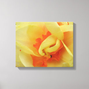 Fancy Daffodil Canvas Print