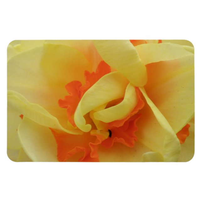 Fancy Daffodil Premium Magnet (Horizontal)