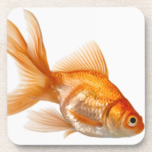 Fancy Goldfish Coaster (Front)