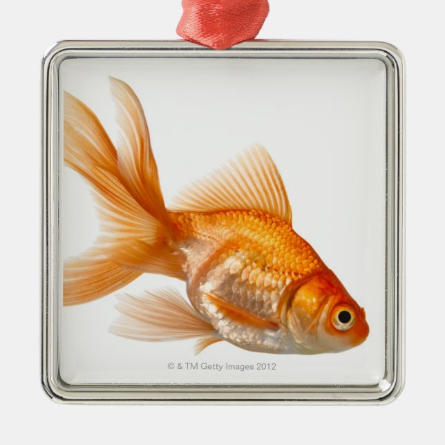 Fancy Goldfish Metal Ornament (Front)