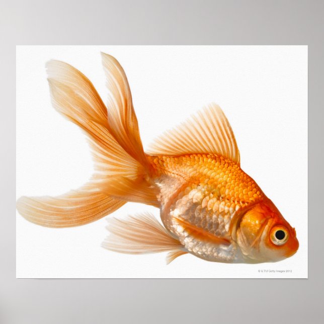 Fancy Goldfish Poster (Front)