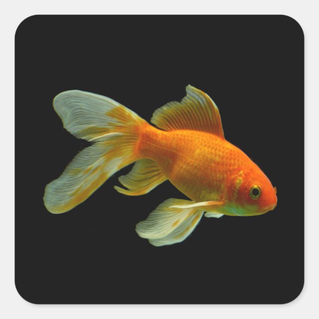 Fancy Goldfish Stickers (Front)