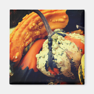 Fancy Gourds Nature Photography Magnet