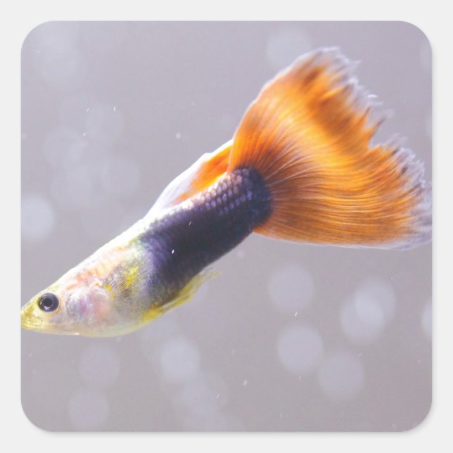 Fancy Guppy Square Sticker (Front)