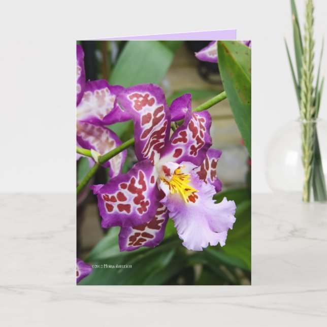 Fancy Lady Orchid Card (Front)